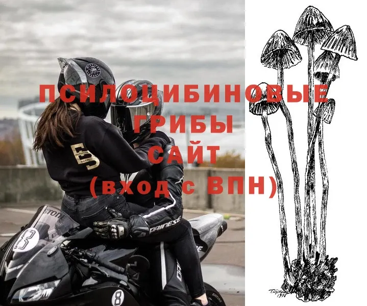 Галлюциногенные грибы Psilocybe  как найти наркотики  Невинномысск 